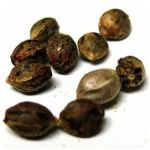 Семена марихуаны АК-47  (Seeds AK-47) в Муроме